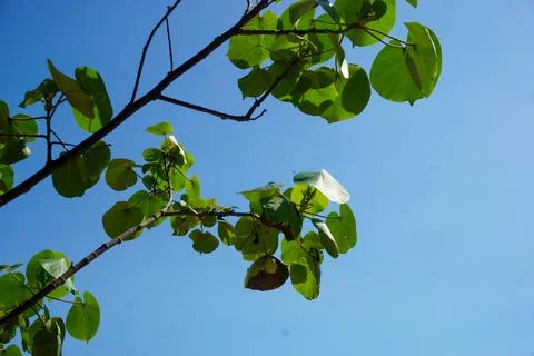 Leaves on a bright blue sky background Stock Photos