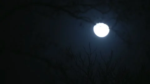 The leaves bright moon Stock Footage 235267843