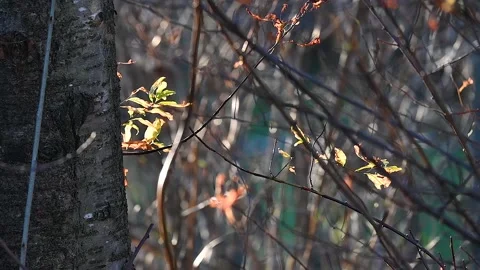 Leaves In Bright Sunlight Stock Footage