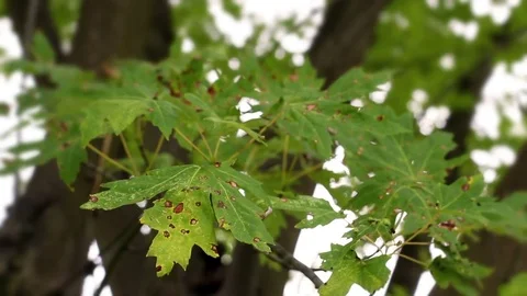 Leaves of a broadleaf tree turning orange as fall approaches Stock Footage