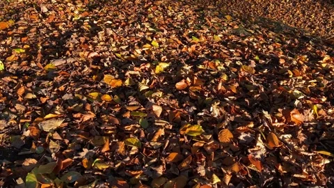 Leaves Brown Close-Up Moving To Ground Stock Footage 164665001