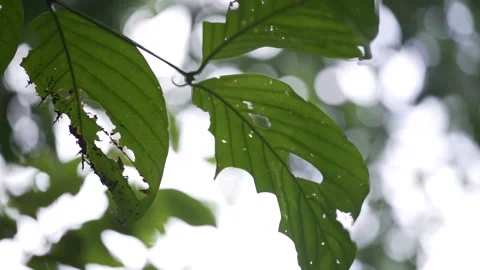 Leaves in brunei slowmotion Stock Footage 141951340
