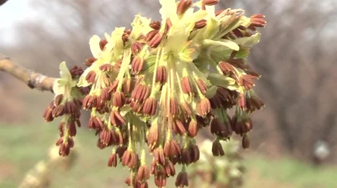 Leaves budding in spring Stock Footage 4354285