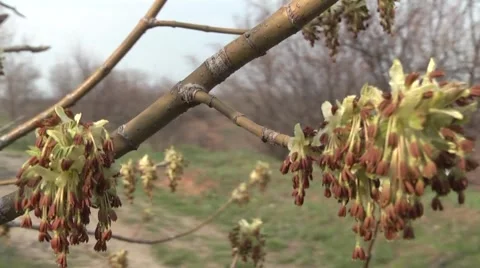 Leaves budding in spring Stock Footage 4355545