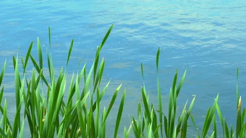 Leaves of bulrush in the lake Stock Footage 131561683