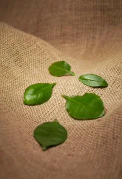 Leaves on burlap Stock Photos