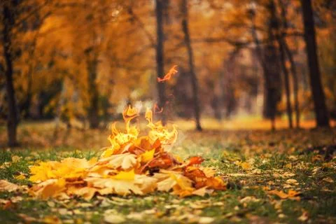 Leaves burning Фото