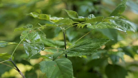 The leaves of the Bush in the dew Stock Footage 105988873