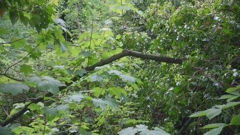 Leaves from bushes and trees Видео 75461409