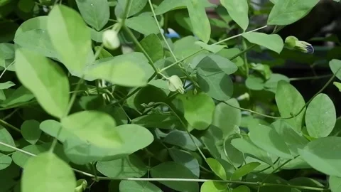 Leaves in the bushes blown by the wind. Stock Footage 194185699
