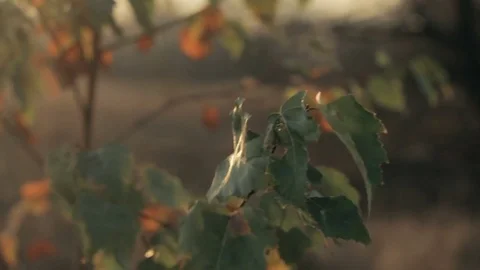 Leaves at bushes moves by wind Stockbeeldmateriaal 73191104