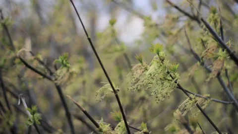Leaves at bushes moves by wind Stockbeeldmateriaal 73197323