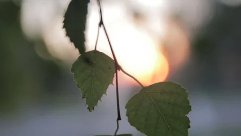 Leaves at bushes moves by wind 库存影片 73198322