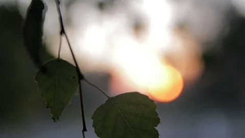 Leaves at bushes moves by wind Stock Footage 73198735