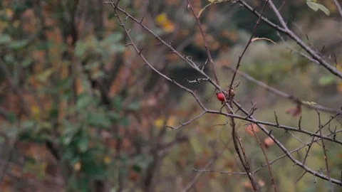 Leaves at bushes moves by wind Stock Footage 73780246