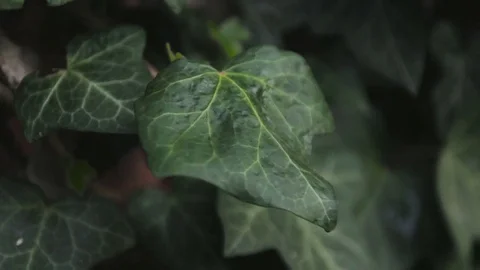 Leaves at bushes moves by wind Stock Footage 84818896
