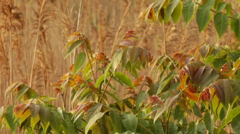 Leaves bushes1 Stock Footage 179221