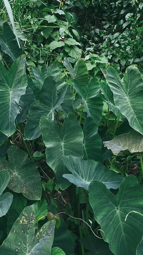 Leaves of cabbage, cabbage, food, vegetable, agriculture, garden, leaf, plant, Stock Footage 237260224