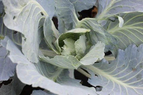 Leaves of cabbage Stock Photos