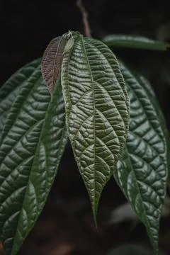 Leaves of cacao tree. Foto stock