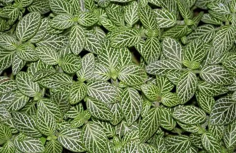 Leaves of Callisia elegans Stock Photos