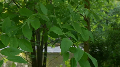 Leaves in a calm breeze Video stock 5150125