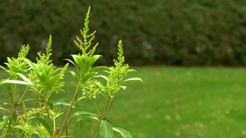 Leaves camera left closeup background blur right Stock Footage 140886827