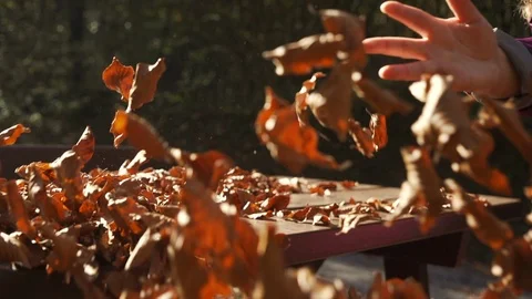 Leaves can have many different shapes, sizes, and textures. Stock Footage 118771599