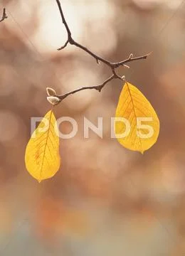 Leaves with cane Stock Photos