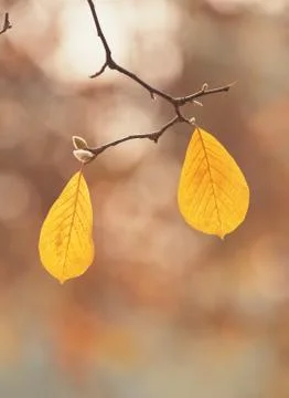 Leaves with cane Stock Photos