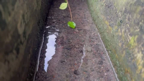 Leaves carried by the current in a ditch Stock Footage 274048624