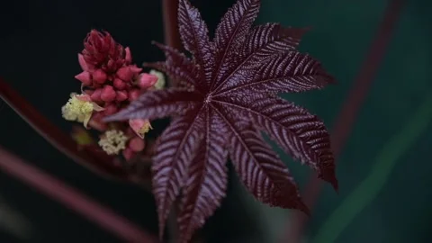 Leaves of castor oil plant Ricinus Communis in autumn. Slow Pull Out transition Stock Footage