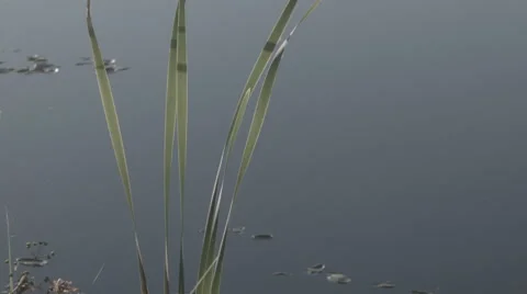 Leaves of cattail in wind Video stock 53795506