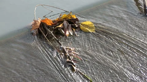 Leaves caught in snag Stock Footage 1016261