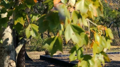 Leaves change of focus Video stock 119176429