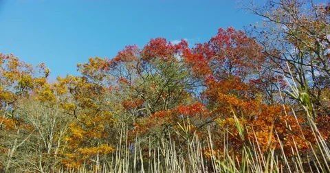 Leaves changing color during fall time in Branford, Connecticut. Stock Footage 72991750