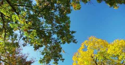 Leaves changing color during fall time in Branford, Connecticut. Stock Footage 73334939