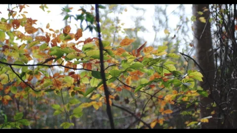 Leaves Changing Color in the Fall Stock Footage 321326124