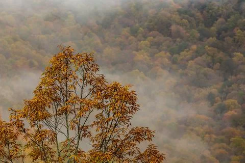Leaves Changing Color On Single Tree With Fog And Forest In the Distance Фото
