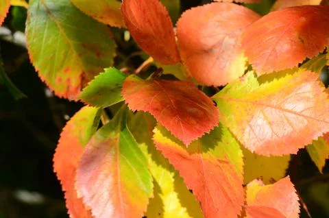 Leaves changing colors in the fall. Stock-Fotos