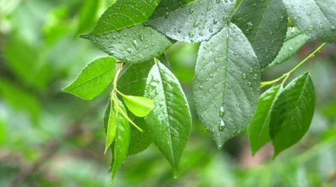 The leaves of cherry in the rain Stock Footage 39036969