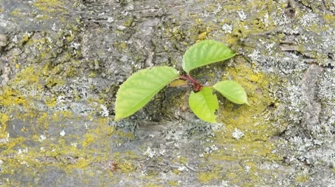 Leaves on a cherry tree trunk Stock Footage 7903282