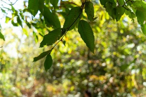 Leaves of Chesnut Tree 库存照片