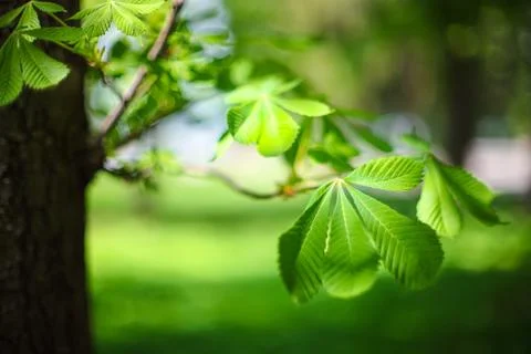 Leaves of the chestnut forest backdrop Stock Photos