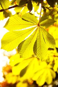 Leaves of chestnut Foto stock