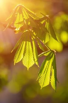 Leaves of chestnut Foto stock