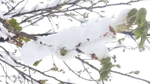 Leaves of chestnut in the snow Stock Footage 75749023