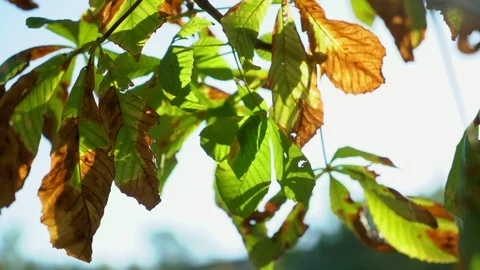 Leaves of a chestnut tree against the background of the morning sky, 4k Видео 95498625