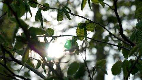 Leaves Chestnut Tree Backlight Sunflare Stock Footage 129308294