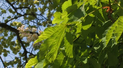 Leaves of a chestnut tree Stock Footage 4713132